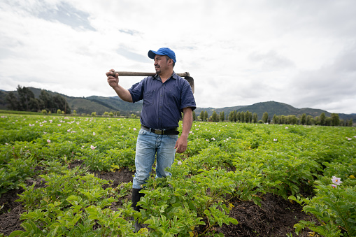 Latin American farmer harvesting the potato crop at his farm using a mattock â agricultural lifestyle concepts