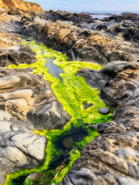 Bean Hollow State Beach, California Bean Hollow State Beach, California - image bean hollow beach stock pictures, royalty-free photos & images