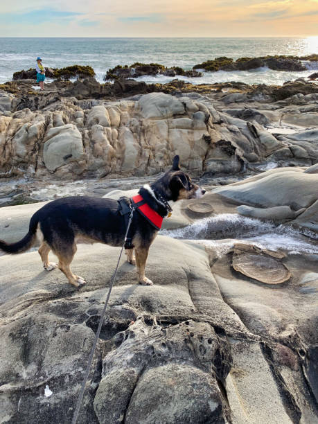 Dog on the rock Dog on the rock - image bean hollow beach stock pictures, royalty-free photos & images