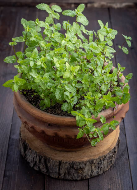 istock Mint leaves plant in a clay pot 1319255217