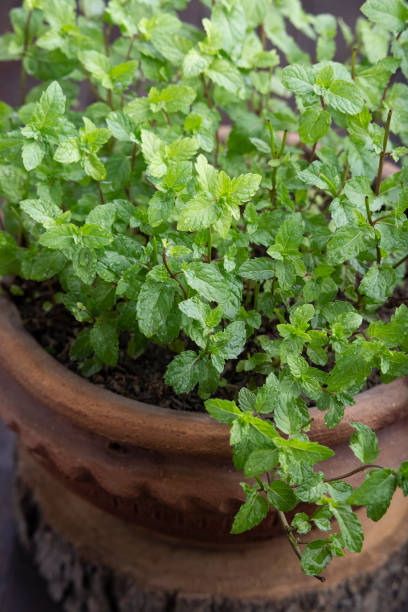 istock Mint leaves plant in a clay pot 1319255273