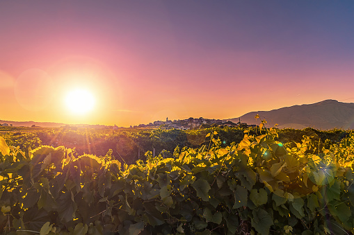 Scenic view of vineyard and Lumbarda village at sunset. Island of Korcula, Croatia.