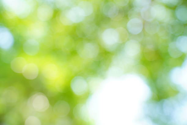 istock Abstract blur white leaves bokeh of tree in nature forest 1319256377