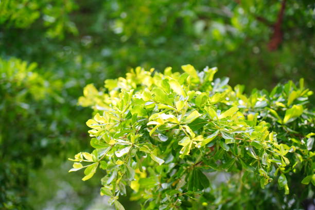 istock Terminalia ivorensis Chev leaf in summer 1319256422