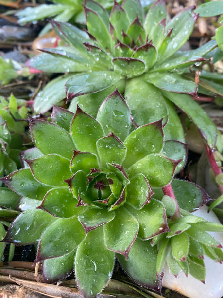 istock Succulent plant. Succulent cactus with water drops. 1319257539