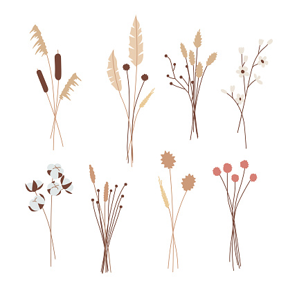 Set  of various beautiful bouquets of herbs, dry plants, herbarium.  For decorative floral design, clip art, stickers. Isolated on white vector illustrations in flat style