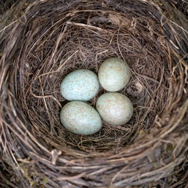 Bird's Nest with Eggs, Eurasian Blackbird, Turdus Merula, Amsel