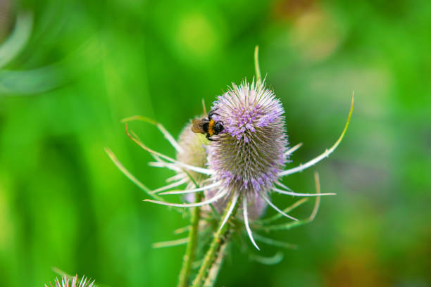 istock close-up of bee collecting pollen from a thistle blossom 1319259469
