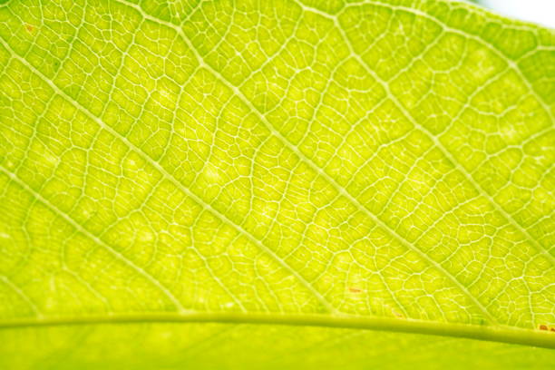 istock Closeup of green leaf with veins 1319262510