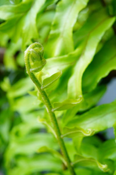 istock Fern leaves in a natural frame 1319262574