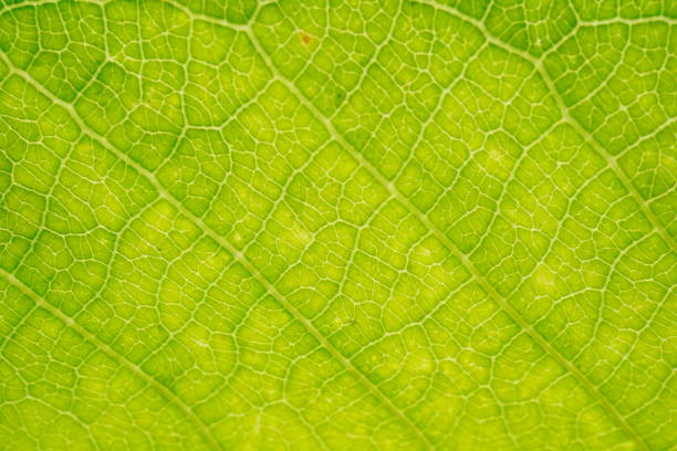 istock Green leaf in nature concept 1319262890