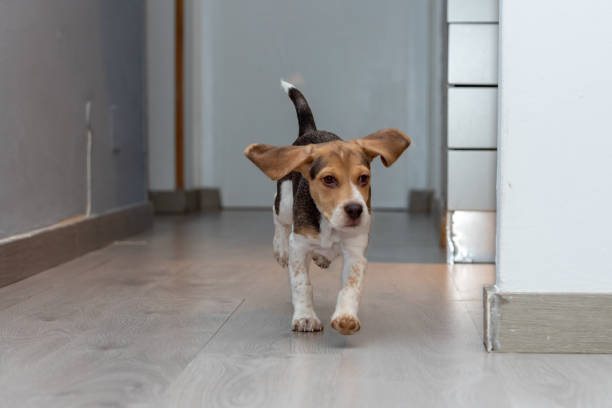 istock Beagle puppy resting on a couch. 1319263012