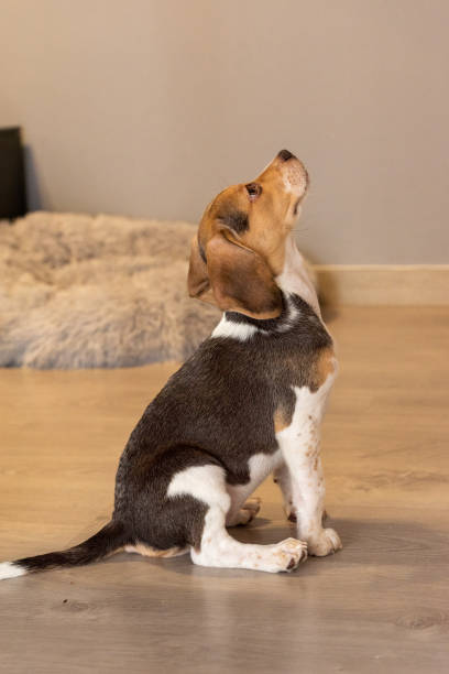 istock Beagle puppy resting on a couch. 1319263050