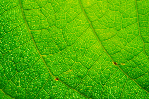 View of textured Ficus lyrata leaf shot in close-up. Leaf veins seen under sunlight.