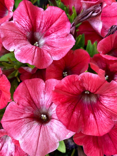 istock Gorgeous bright pink petunia flowers. 1319263084
