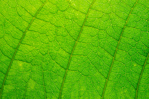 Beautiful green leaf in nature texture concept