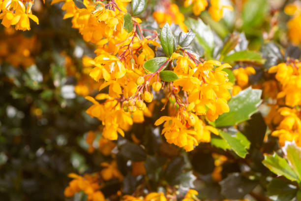 istock Darwin's barberry flowers in a garden 1319263196