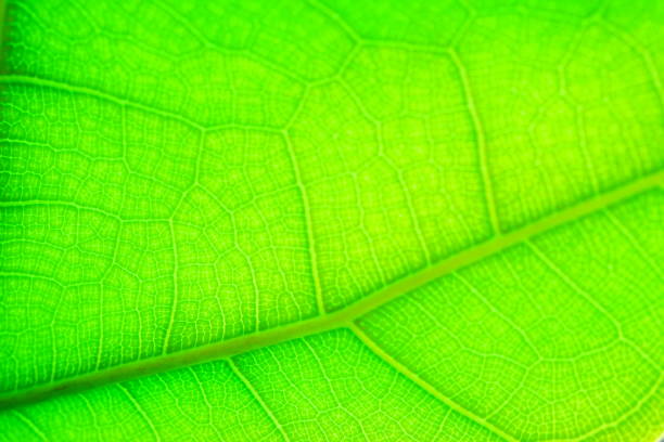 istock Beautiful green leaf in nature concept 1319263306