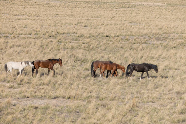 wild horses in spring in the Utah desert