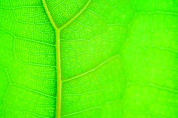 istock Beautiful green leaf in nature concept 1319263926