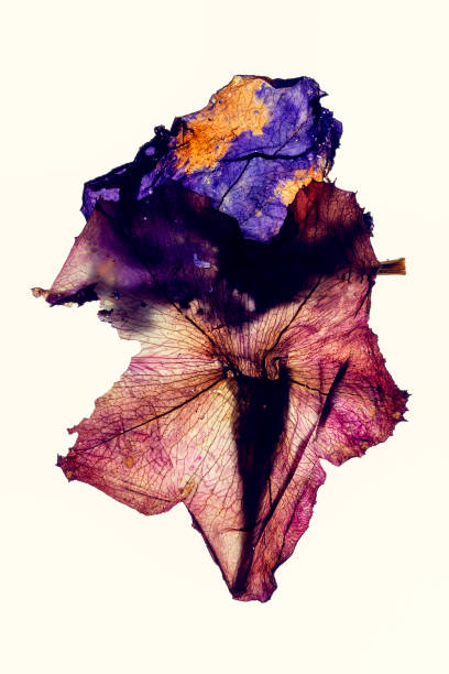 istock abstract Dried petal flower head 1319263988