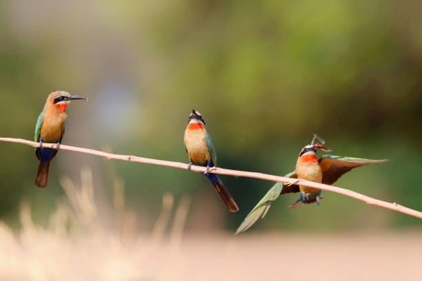 istock White fronted Bee eater in Mana Pools National Park 1319264023