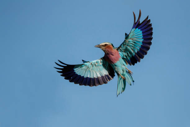 istock Lilac Breasted Roller flying in Kruger National Park 1319264063