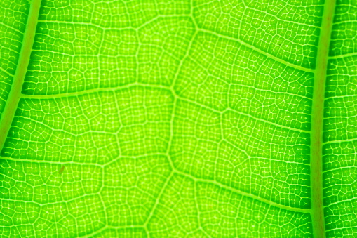 Close-up of the leaf veins from clockvines (thunbergia spp.) tree in the garden, Hue city, Vietnam
