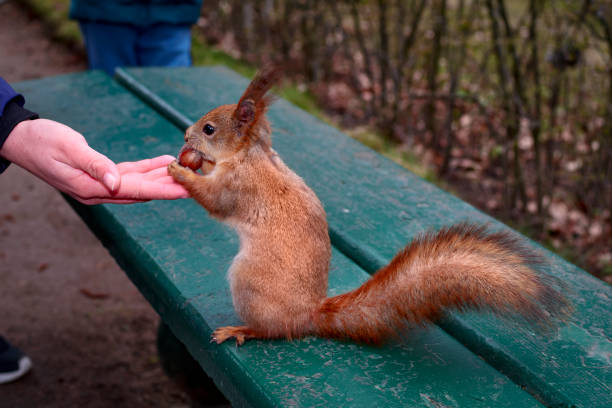 Red Squirrel (Sciurus vulgaris) in Pontresina,Switzerland.