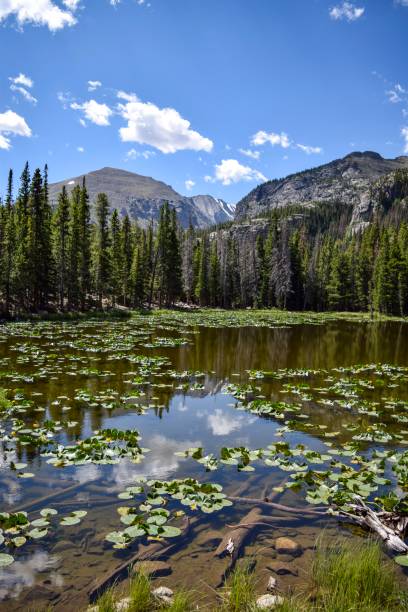 Alpine Lake in RMNP Sunny day in Rocky Mountain National Park lily lake rocky mountains colorado stock pictures, royalty-free photos & images