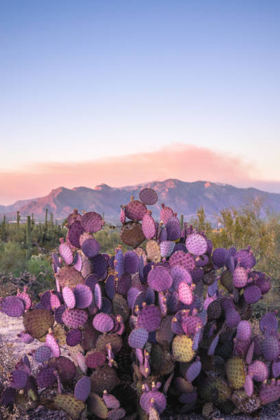 lila stachelbirne kaktus in tucson, az - sonoran desert cactus landscaped desert stock-fotos und bilder