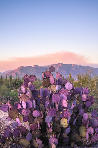 View of a purple prickly pear cactus in front of mountain range at sunset