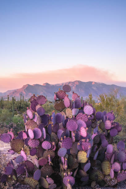 Purple Prickly Pear Cactus in Tucson, AZ View of a purple prickly pear cactus in front of mountain range at sunset sonoran desert photos stock pictures, royalty-free photos & images