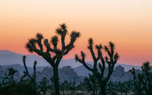 View of Joshua trees at sunset