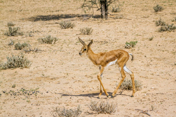 istock Springbok in Kgalagadi transfrontier park, South Africa 1319267920