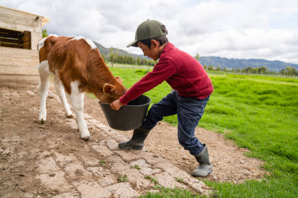 menino alimentando um lindo bezerro recém-nascido em uma fazenda de gado - calf newborn animal cattle farm - fotografias e filmes do acervo