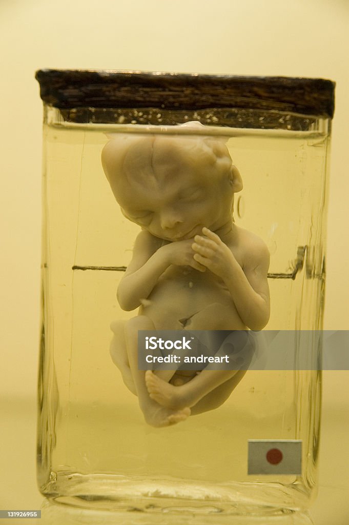 D'embry - Photo de Foetus - Étape de fécondation humaine libre de droits