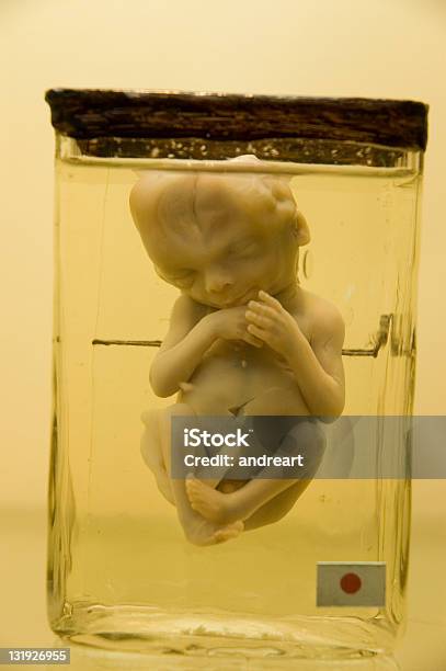 Photo libre de droit de Dembry banque d'images et plus d'images libres de droit de Foetus - Étape de fécondation humaine - Foetus - Étape de fécondation humaine, Pot - Récipient, Embryon - Étape de fécondation humaine