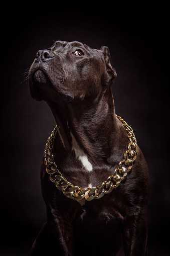 1000+ Dog Pitbull Pictures | Download Free Images on Unsplash