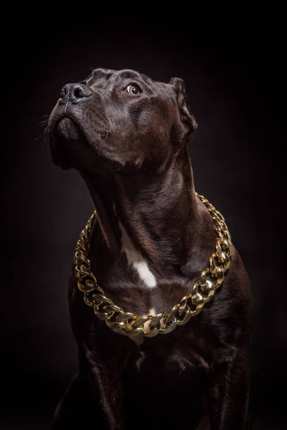 retrato de pedigree puro cão de raça vestindo uma corrente de ouro - pit bull pit bull terrier dog pets - fotografias e filmes do acervo