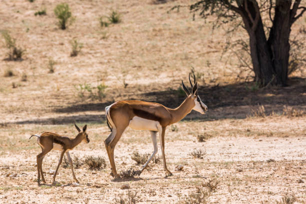 istock Springbok in Kgalagadi transfrontier park, South Africa 1319270259
