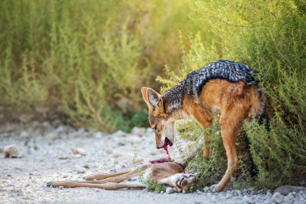 szakal z czarnym oparciem w kgalagadi transfrontier park, republika południowej afryki - scavenger hunt zdjęcia i obrazy z banku zdjęć