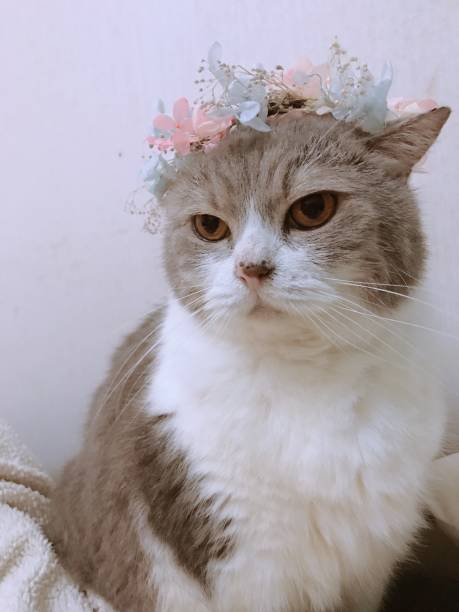 istock Lovely Cat and flower 1319271648