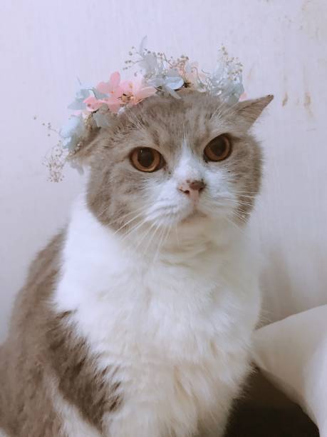 istock Lovely Cat and flower 1319271673