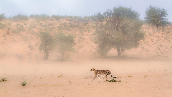 Cheetah walking in sand storm in Kgalagadi transfrontier park, South Africa ; Specie Acinonyx jubatus family of Felidae