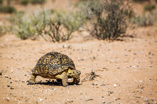 Leopard tortoise walking front view in dry land in Kgalagadi transfrontier park, South Africa ; Specie Stigmochelys pardalis family of Testudinidae