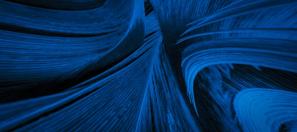 istock blue and black rooster feathers. background or texture 1319272062