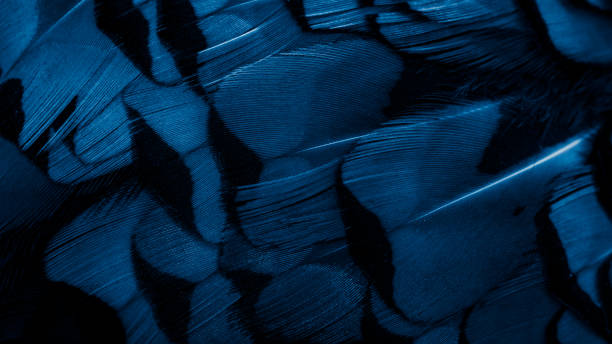 istock blue pheasant feathers with dark stripes. background 1319272289