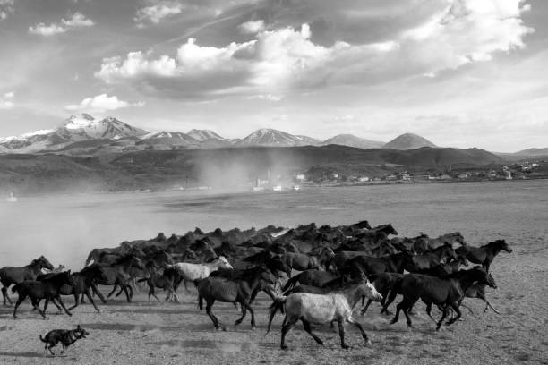 istock Herd of horses running through the dust 1319274820