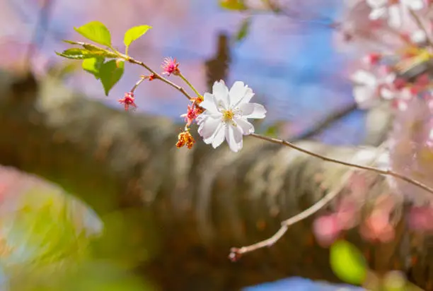 Close-up of one pink Japanese cherry flower with thick tree trunk in background